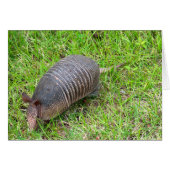 Armadillo im Grünen Gras (Vorderseite (Horizontal))