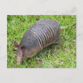 Armadillo im Grünen Gras Postkarte (Vorderseite)