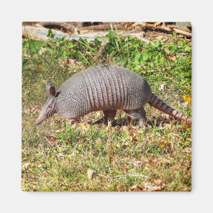 Armadillo Magnet