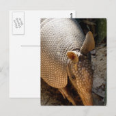 Armadillo Postcard Postkarte (Vorne/Hinten)