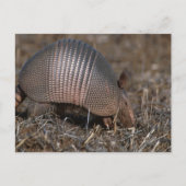 Armadillo Postcard Postkarte (Vorderseite)