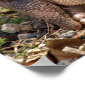 Armadillo Poster (Ecke)