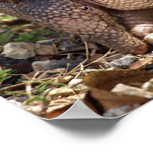 Armadillo Poster (Ecke)