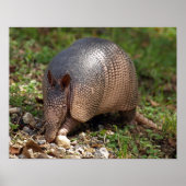 Armadillo Poster (Vorne)