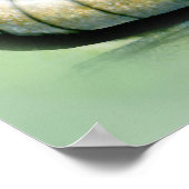 Armadillo Poster (Ecke)