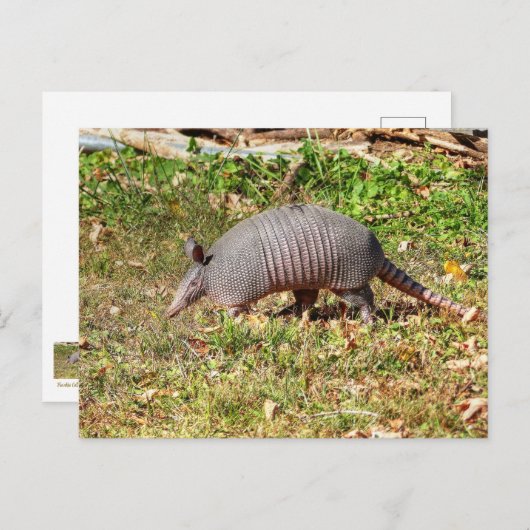 Armadillo Postkarte (Vorne/Hinten)