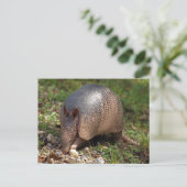 Armadillo Postkarte (Stehend Vorderseite)