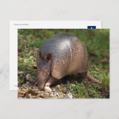Armadillo Postkarte (Vorne/Hinten)