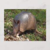 Armadillo Postkarte (Vorderseite)