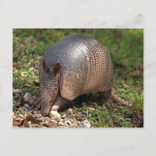 Armadillo (Postkarte) Postkarte