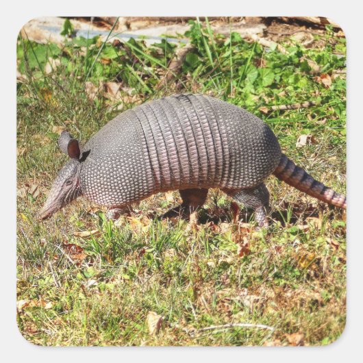 Armadillo Quadratischer Aufkleber (Vorderseite)