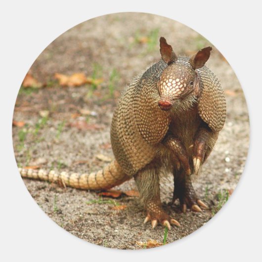 Armadillo Runder Aufkleber (Vorderseite)