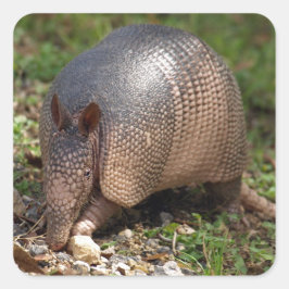 Armadillo Stickers
