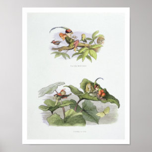 Arme kleine Birdie geärgert, und das Gericht schni Poster