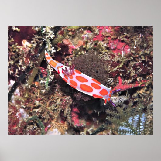 Arme Knights NudiBranch Poster (Vorne)
