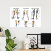 Arme Nerve Inervation of Upper Extremities Poster (Heimbüro)