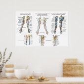 Arme Nerve Inervation of Upper Extremities Poster (Küche)