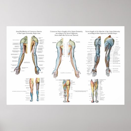 Arme Nerve Inervation of Upper Extremities Poster (Vorne)