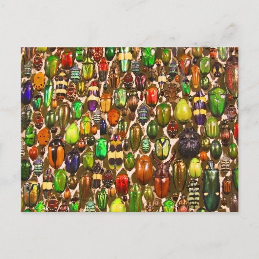 Armee der Käfer und Bugs Postkarte (Vorderseite)