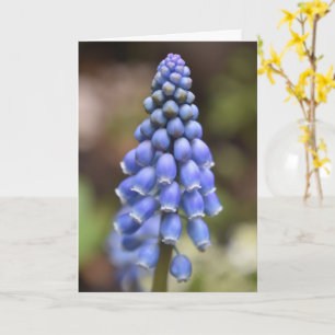 Armeniacum Muscari, Hyacinth-Traube-Karte Karte