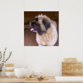 Armenian Gampr - Dog Portrait Poster (Küche)