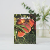 Armenische Aprikosen Postkarte (Stehend Vorderseite)