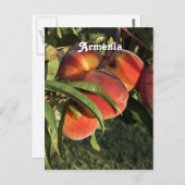 Armenische Aprikosen Postkarte (Vorne/Hinten)