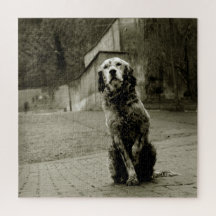 Armer Hund Gewartet