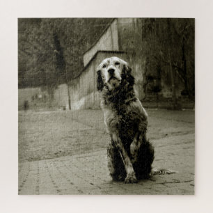 Armer Hund Gewartet Puzzle