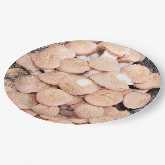 Armillaria tabescens oder ringless Honigpilze Pappteller (Schrägansicht)