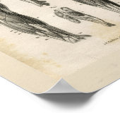 Armmuskeln Vintage Anatomie Druck Poster (Ecke)