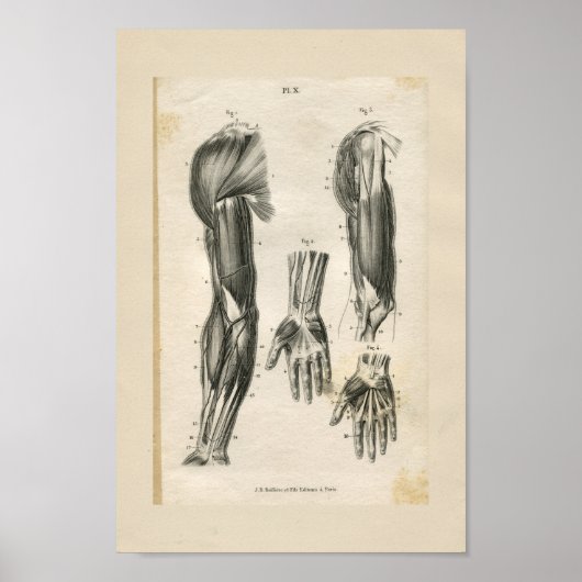 Armmuskeln Vintage Anatomie Druck Poster (Vorne)