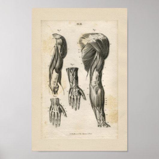 Armmuskeln Vintage Anatomie Druck Poster (Vorne)