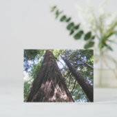 Armstrong Woods, Ca. Postkarte (Stehend Vorderseite)
