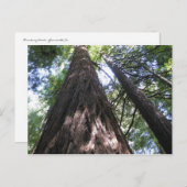 Armstrong Woods, Ca. Postkarte (Vorne/Hinten)