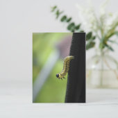 Army Worm Postkarte (Stehend Vorderseite)