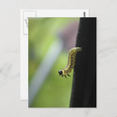 Army Worm Postkarte (Vorne/Hinten)