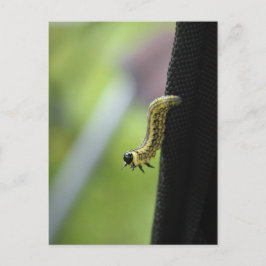 Army Worm Postkarte
