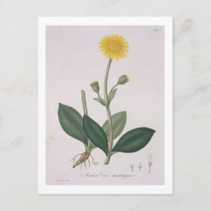 Arnica Montana from 'Phytographie Medicale' by Jos Postkarte