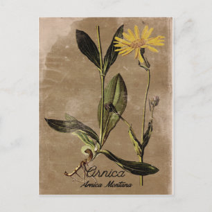 Arnika-Blüte im Vintage-Stil Postkarte
