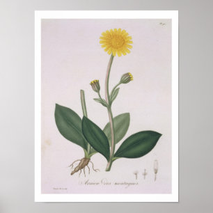 Arnika Montana von "Phytographie Medicale" durch Poster