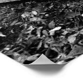 ArnosVale4 Poster (Ecke)