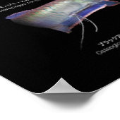 Arowanaた の ポ ス タち poster (Ecke)