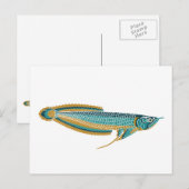 arowana Postkarte (Vorne/Hinten)