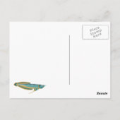 arowana Postkarte (Rückseite)