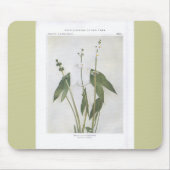 Arrowhead-Leaved - Sagittaria latifolia Mousepad (Vorne)