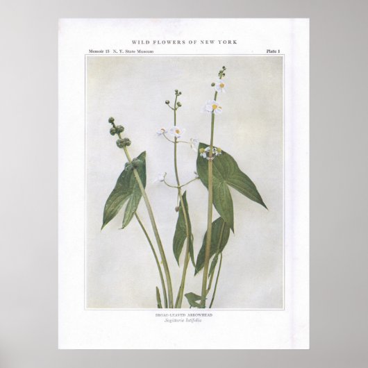 Arrowhead-Leaved - Sagittaria latifolia Poster (Vorne)