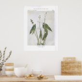 Arrowhead-Leaved - Sagittaria latifolia Poster (Küche)