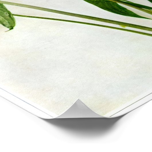 Arrowhead Poster (Ecke)