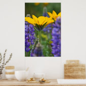 Arrowleaf Balsam Root and Lupine in Spring Bloom Poster (Küche)
